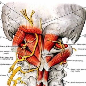 DIT for Shoulder, Arm, Neck, Head, and TMJ - Little Rock - June 20-22 - 18 CEUs