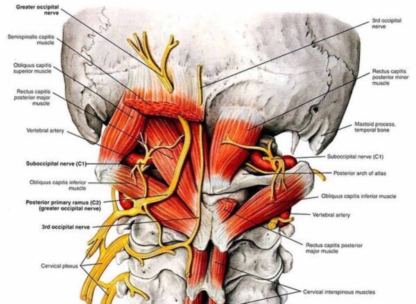 DIT for Shoulder, Arm, Neck, Head, and TMJ - Little Rock - June 20-22 - 18 CEUs