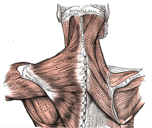 Muscle Anatomy & Hands-on Assessment Skills – Little Rock - Sept 11-13 - 18 CEUs