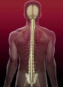 cerebrospinal-system2-219x300