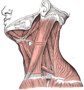DIT for Shoulder, Arm, Neck, Head, and TMJ - Little Rock - June 20-22 - 18 CEUs